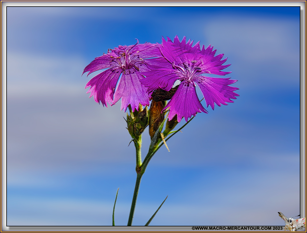Oeillets